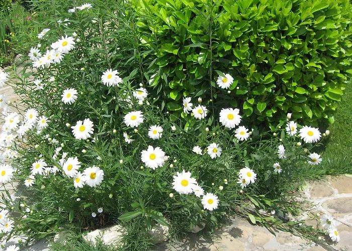 מלון דירות Chateau Aheloy