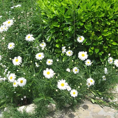 公寓式酒店 Chateau Aheloy